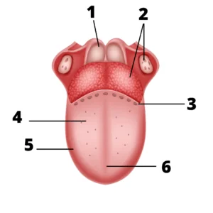 Anatomia da língua